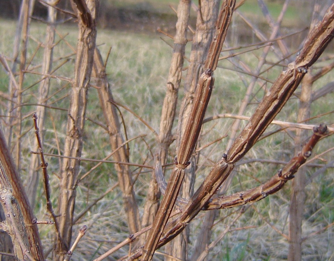 Differenze tra Acer campestre e Ulmus campestris